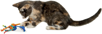 CATNIP TONS OF TAIL - 1