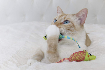 CATNIP CHEW RATONES 2U. - 1