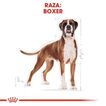 BOXER ADULT - 3